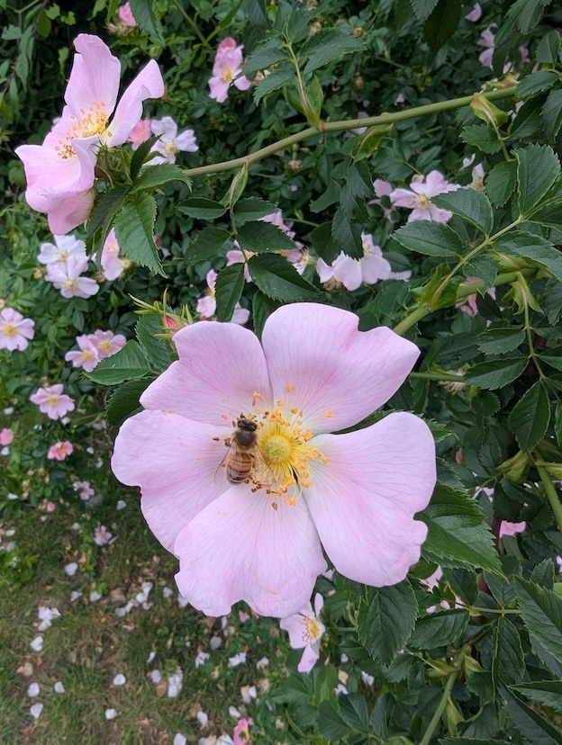 Fleurs roses d'églantier sauvage à cinq pétales avec étamines jaunes