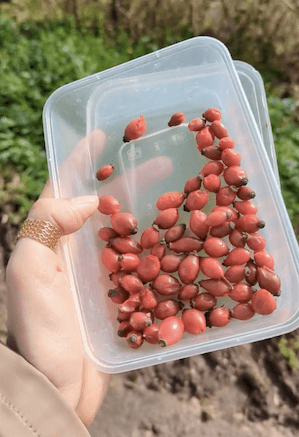 le cynorrhodon, aussi appelé gratte-cul, est le fruit de l'églantier