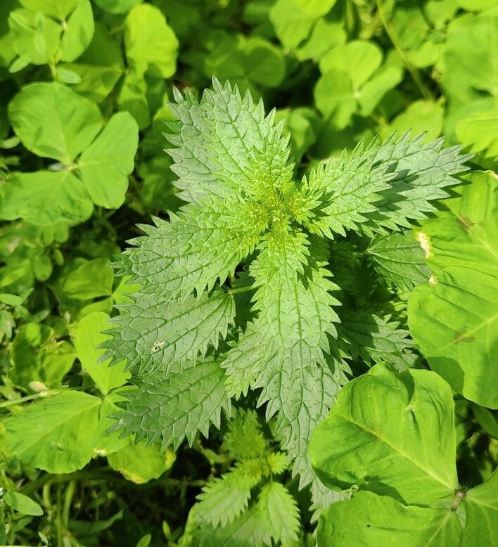 urtica urens ortie brulante