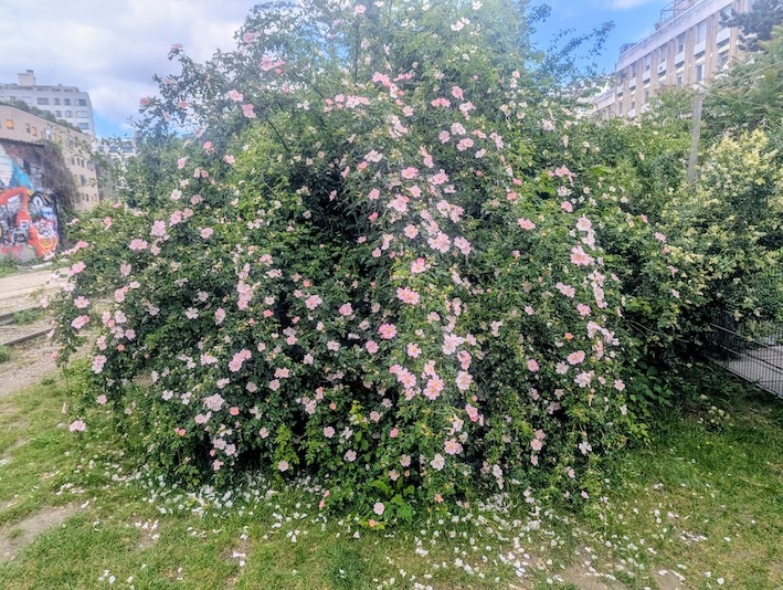 un églantier en fleurs à Paris 19ème