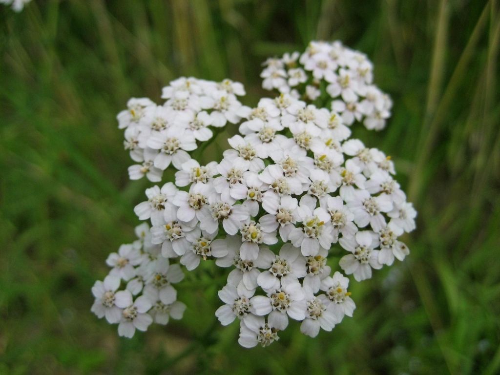 Gros plan sur un corymbe de capitules blancs d'achillée millefeuille en pleine floraison, fond vert prairie