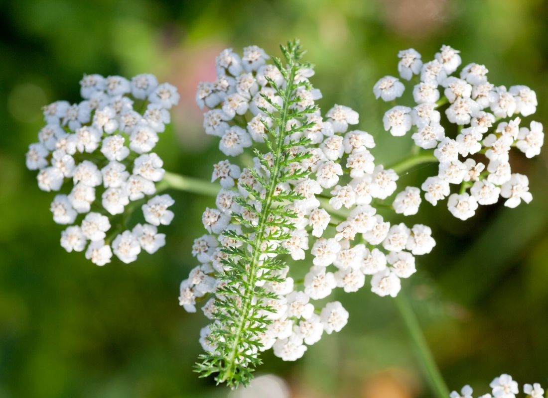 Gros plan sur les fleurs blanches et la feuille découpée d'achillée millefeuille sur fond de prairie verte