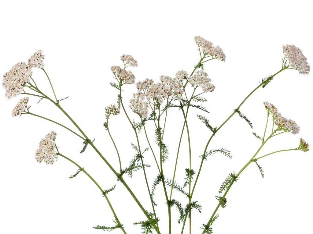 Tiges et feuilles finement découpées d'achillée millefeuille (Achillea millefolium) sur fond blanc
