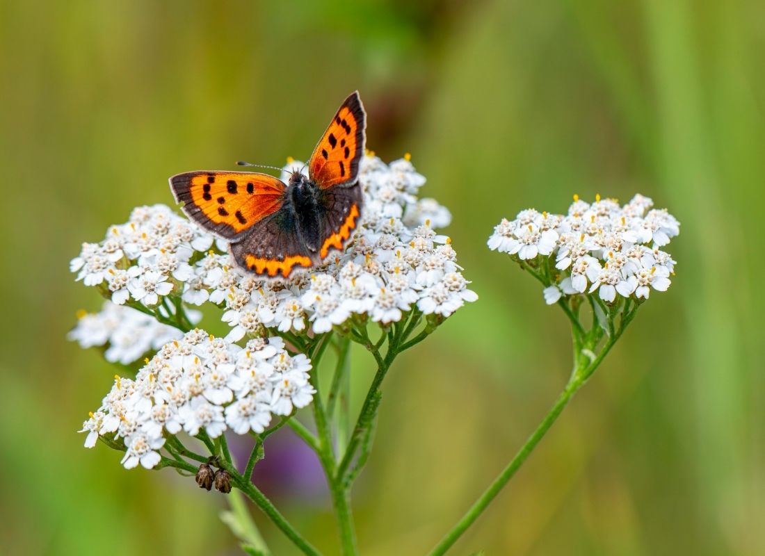 Petit cuivré (Lycaena phlaeas) butinant les fleurs blanches d'achillée millefeuille dans une prairie