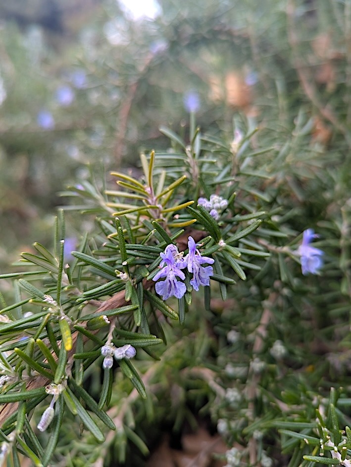 fleurs de romarin comestibles