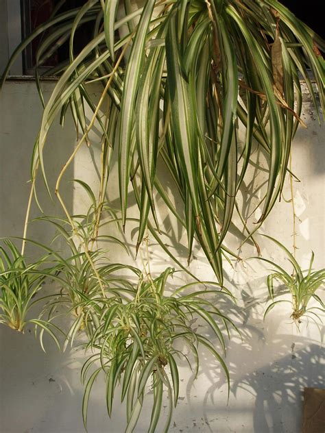 Plante araignée (Chlorophytum comosum) et ses plantules, présentée comme plante dépolluante