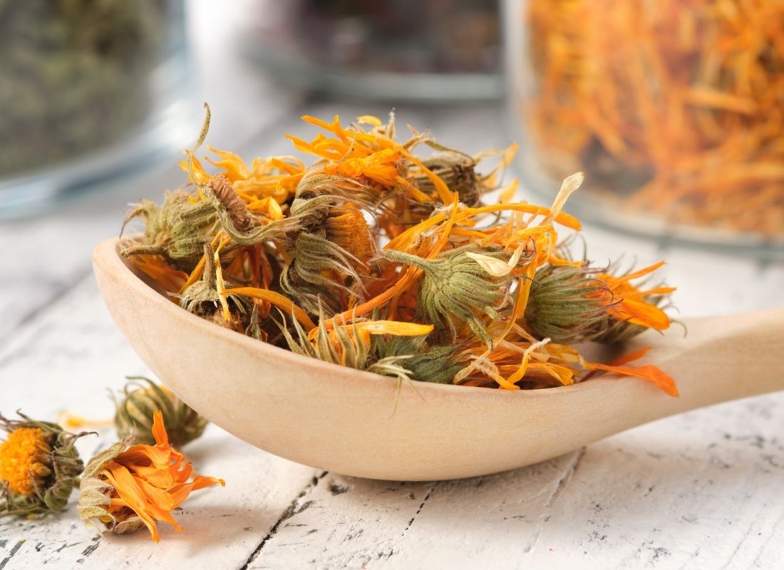 Fleurs de calendula pré-séchées sur une cuillère en bois pour préparer un macérât huileux de calendula