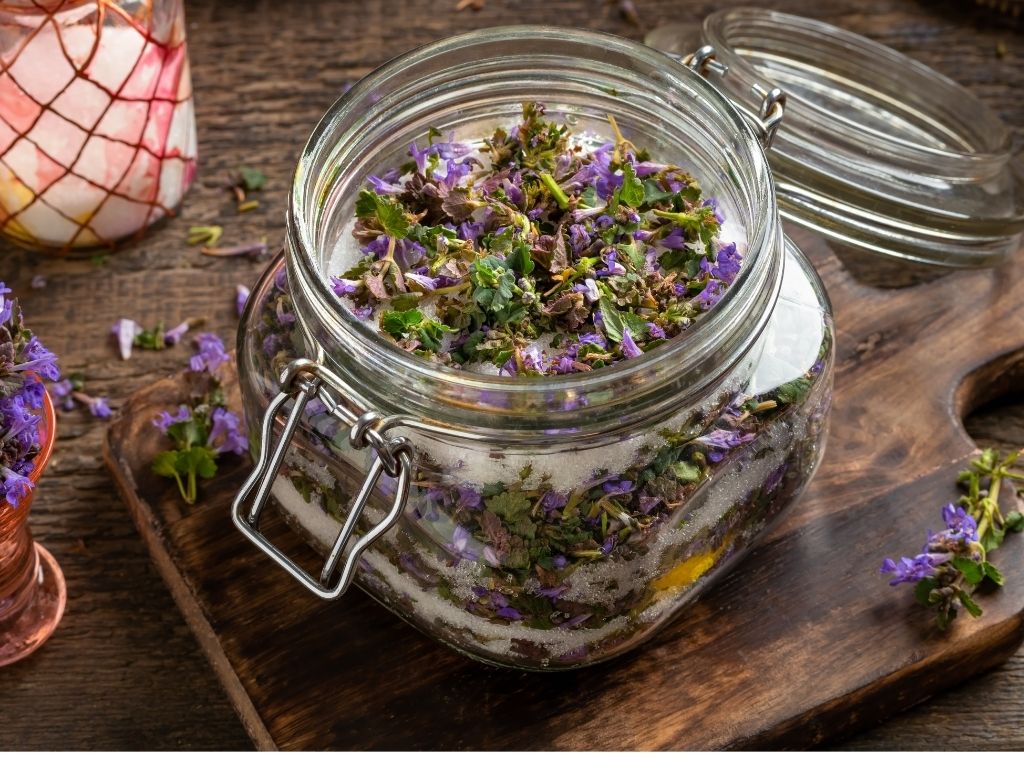 Macérât huileux de lierre terrestre en préparation, fleurs violettes de Glechoma hederacea dans un bocal en verre