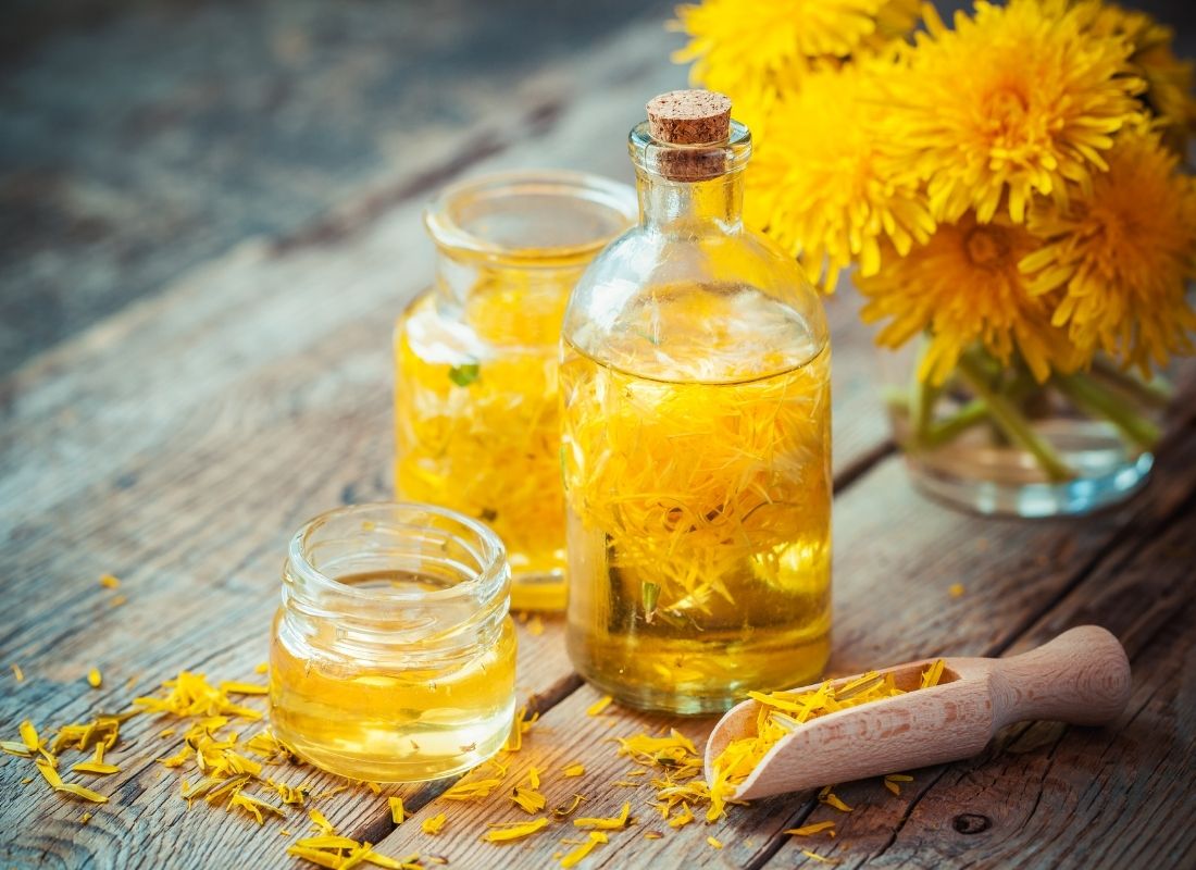 Macérât huileux de pissenlit dans des flacons en verre, entouré de fleurs de pissenlit fraîches
