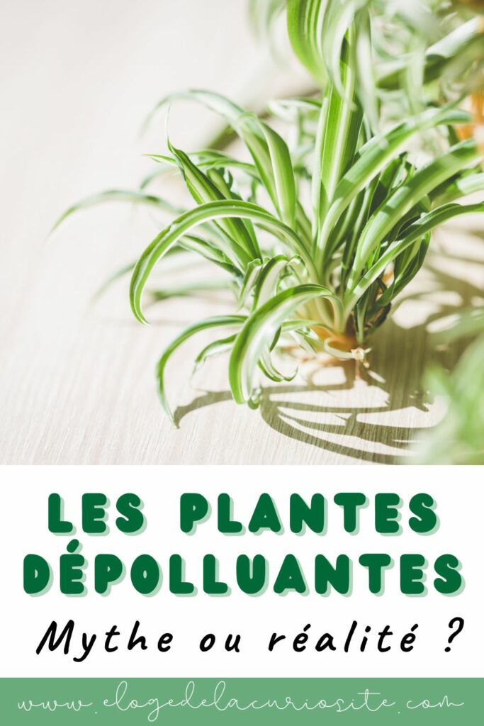 Texte alternatif (alt) : Plante dépolluante, mythe ou réalité : plante d'intérieur devant une fenêtre