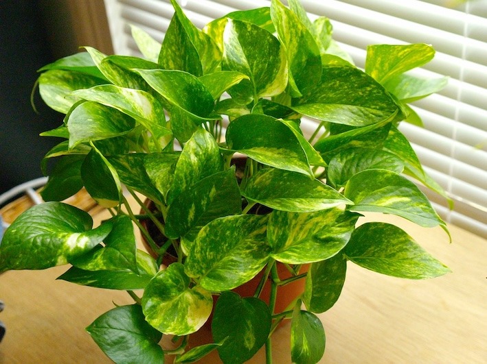 Pothos (Epipremnum aureum), plante dépolluante d'intérieur classique, près d'une fenêtre