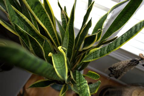 Sansevière (Dracaena trifasciata), souvent vendue comme plante dépolluante, devant une fenêtre