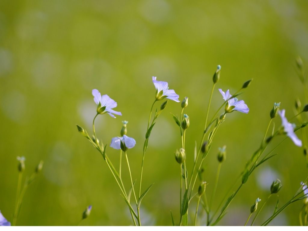 Fleurs de lin bleues dans un champ, matière première d'une fibre naturelle locale