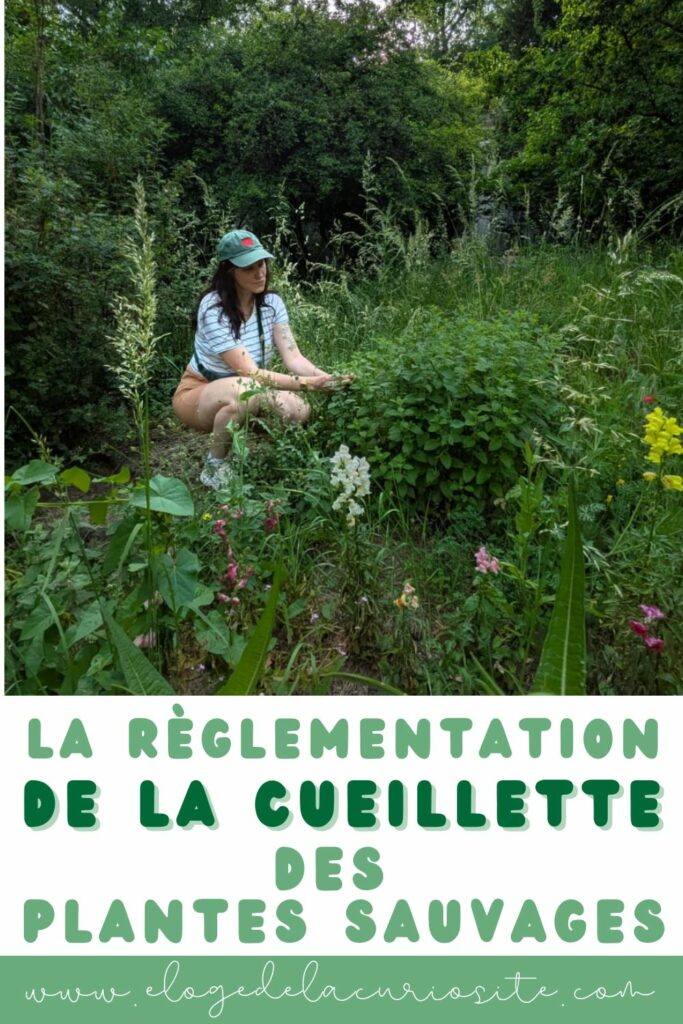 Cueilleuse accroupie dans une prairie sauvage récoltant des plantes comestibles, réglementation de la cueillette en France