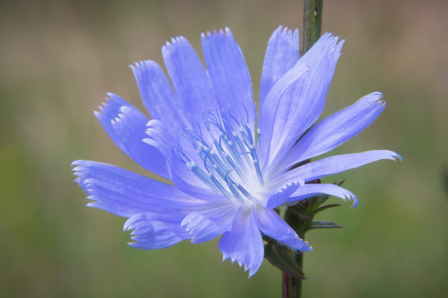 Gros plan sur une fleur de chicorée sauvage bleu lavande, dont les ligules terminées par cinq petites dents s'étalent en étoile autour des étamines bleues soudées et du style fourchu, sur un fond de prairie flou