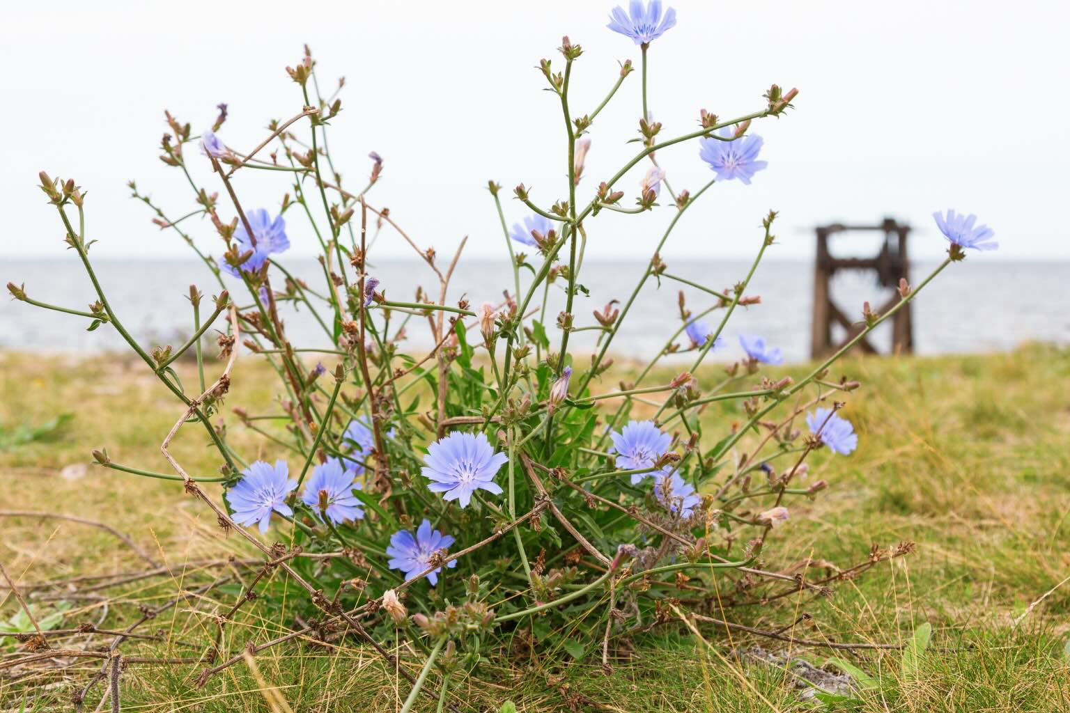 Un pied de chicorée sauvage en fleurs dans l'herbe rase, avec ses longues tiges raides et ramifiées portant des fleurs bleues éparses, devant la mer à l'horizon
