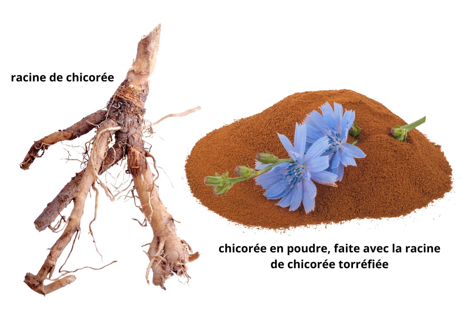 À gauche, une racine de chicorée brune, ligneuse et ramifiée avec ses radicelles ; à droite, un petit tas de chicorée en poudre brun roux sur lequel reposent deux fleurs bleues. Textes : racine de chicorée, chicorée en poudre faite avec la racine de chicorée torréfiée
